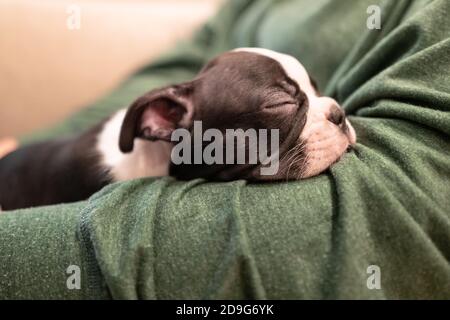 Boston Terrier chiot endormi avec sa tête sur le bras de son propriétaire. Banque D'Images