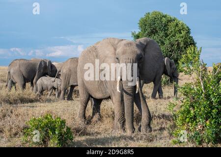 Afrique, Kenya, plateau de Laikipia, District de la frontière du Nord, OL Pejeta Conservancy. Troupeau d'éléphants d'Afrique avec jeunes (SAUVAGE : Loxodonta Africana) Banque D'Images