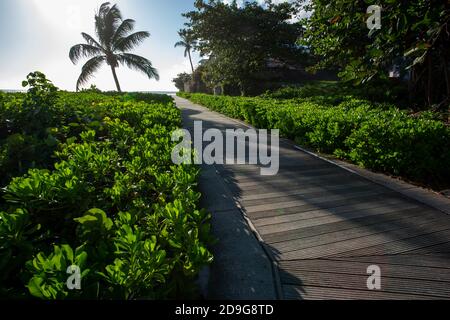 Promenade de Bridgetown avec verdure, palmier, heure d'or Banque D'Images