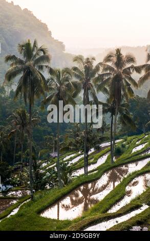 coucher de soleil sur les rizières près de la cascade de sekumpul Banque D'Images