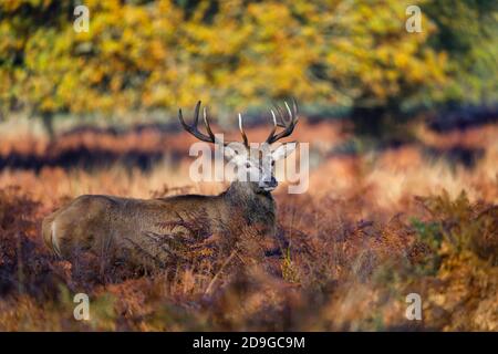 Le cerf-Rouge (Cervus elaphus) stag debout à la lumière du matin à Richmond Park, Richmond, Londres pendant la saison de rutting de la fin de l'automne au début de l'hiver Banque D'Images