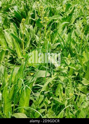 Turque Rocket - Bunias orientalis végétation dense surcultivée Banque D'Images