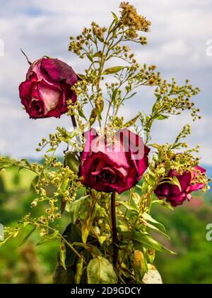 Magnifique puget de roses rouges violets séchées Banque D'Images