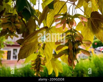 Arbre de Sycamore (Acer pseudoplatanus) - vue des graines à deux feuilles (diachenium) Banque D'Images