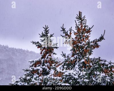 Pointes d'épicéa avec beaucoup de cônes couverts de neige - Flocons de neige flous en mouvement Banque D'Images