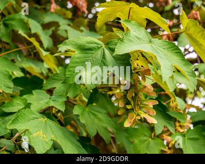 Arbre de Sycamore (Acer pseudoplatanus) - vue de graines à deux feuilles (diachenium) sous les feuilles. Banque D'Images