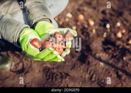 Les bulbes de tulipes tombent planter. Femme jardinier tenant plein de bulbes prêts à mettre dans le sol. Travaux de jardinage d'automne Banque D'Images