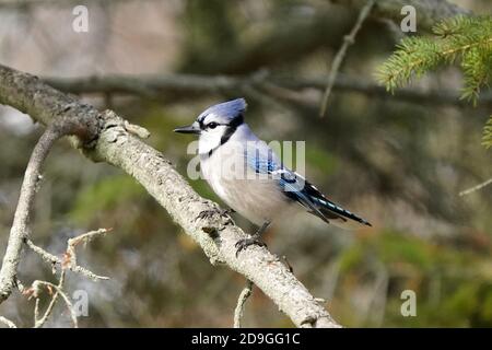 Blue Jays dans la nature Banque D'Images