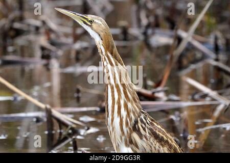 Pêche en bittern à la fin de l'automne Banque D'Images