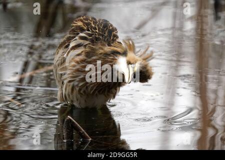 Pêche en bittern à la fin de l'automne Banque D'Images