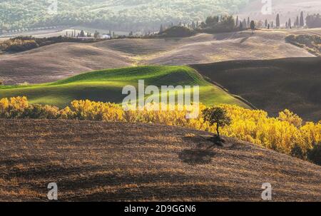 Superbe automne matin collines de Toscane vue sur le paysage avec l'herbe labourée et verte couverte de magnifiques champs ondulés. Lumière du lever du soleil couvrant les prairies et Banque D'Images