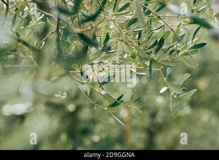 Seul vert olive sur la branche d'olivier avec un arrière-plan flou non focalisé avec feuillage vert et des gouttes de rosée du matin sur les feuilles. ECO food a Banque D'Images