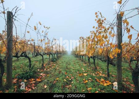 Gros plan entre les rangs des vignobles au froid de l'automne matin brumeux après la récolte terminée. Région du Chianti italien Banque D'Images