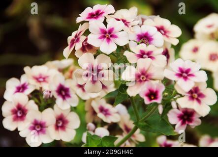 Phlox drummondii grandiflora 'crème Brûlée' Banque D'Images