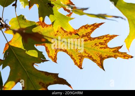 chêne de couleur changeante en automne Banque D'Images