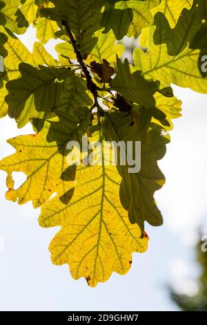 chêne de couleur changeante en automne Banque D'Images