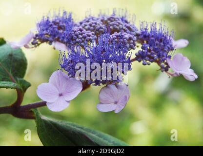 Hydrangea aspera «sauvette» Banque D'Images