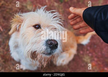 Homme chien d'animal. Une personne passe du temps avec son animal de compagnie dans l'air frais. Marcher dans les montagnes avec un chiot. Banque D'Images