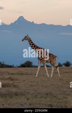 Afrique, Kenya, plateau de Laikipia, District de la frontière du Nord, OL Pejeta Conservancy. Girafe réticulée (SAUVAGE : Giraffa camelopardalis reticulata) avec Banque D'Images