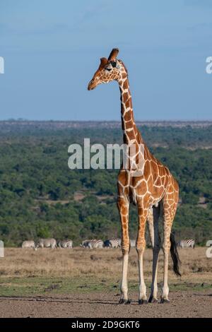 Afrique, Kenya, plateau de Laikipia, District de la frontière du Nord, OL Pejeta Conservancy. Girafe réticulée (SAUVAGE : Giraffa camelopardalis reticulata) avec Banque D'Images