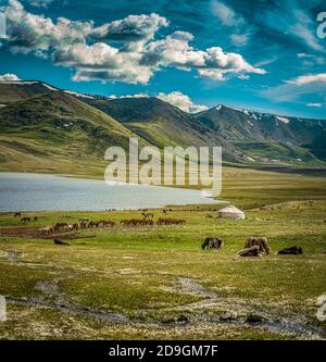 Chevaux, yaks et animaux de compagnie paître dans les pâturages d'été en Mongolie. La vie d'été mongole. Banque D'Images