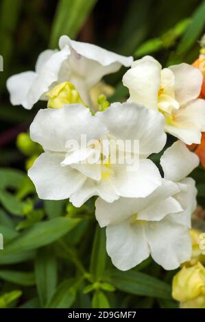 Gros plan d'Antirrhinum Twinny plante compacte naine à double fleur avec une fleur blanche. Une floraison annuelle d'été à automne Banque D'Images