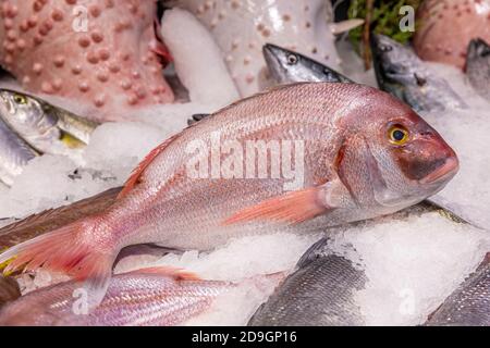 Un grand dentex rose dans un marché de poisson. Dentex commun (dentex dentex). Banque D'Images
