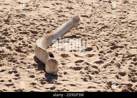 Un os de baleine à bosse sur le sable de la plage Banque D'Images