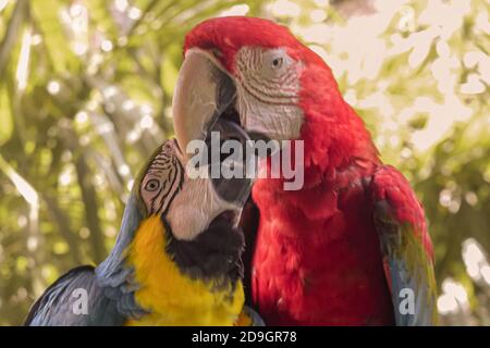 Perroquets colorés dans la jungle, Indonésie, Ubud, Bali 2019 Banque D'Images