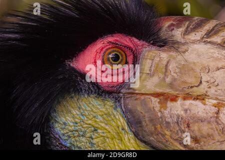 Gros plan perroquet coloré dans la jungle, Indonésie, Ubud, Bali 2019 Banque D'Images