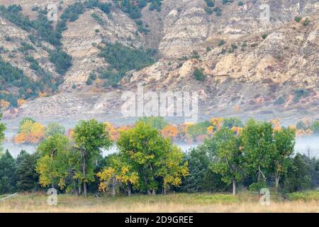 Cotonwoods, le long de la rivière Little Missouri, automne, Parc national Theodore Roosevelt, Dakota du Nord, États-Unis, par Dominique Braud/Dembinsky photo Assoc Banque D'Images