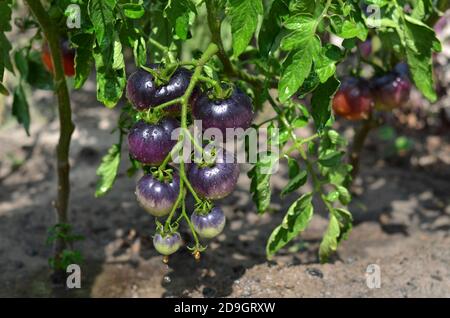 Tomates noires indigo Rose non mûres poussant dans le sol ouvert Banque D'Images