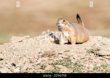 Paire de chiens des Prairies à queue noire (Cynomys ludovicianus), dans le parc national den Theodore Roosevelt, au Dakota du Nord, aux États-Unis, par Dominique Braud/Dembinsky photo Assoc Banque D'Images