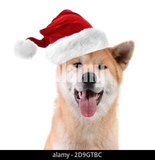 Joli chien Akita Inu en chapeau de père Noël sur fond blanc Banque D'Images
