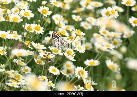 Beau papillon sur fleur de camomille dans le champ Banque D'Images