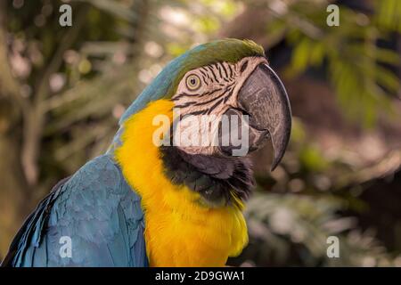 Perroquets colorés dans la jungle, Indonésie, Ubud, Bali 2019 Banque D'Images