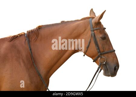 Cheval de châtaignier sur fond blanc Banque D'Images