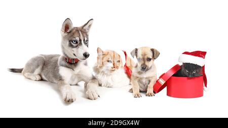 Chats et chiens dans les chapeaux du Père Noël et avec cadeau de Noël sur fond blanc Banque D'Images