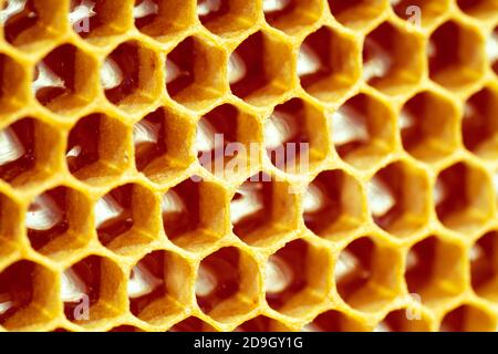 Texture de fond et motif d'une section de cire en nid d'abeille d'une ruche d'abeille remplie de miel Banque D'Images