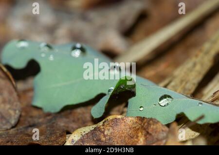 près du bord d'une chute de pluie sur une feuille verte tombée Banque D'Images