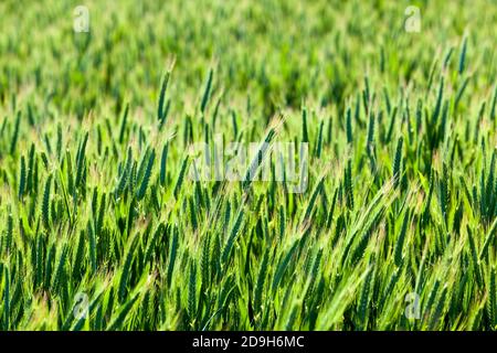 champ agricole semé avec des céréales qui ne sont pas mûres Banque D'Images