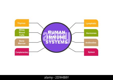 Diagramme des systèmes immunitaires humains avec des mots clés. EPS 10 - isolé sur fond blanc Illustration de Vecteur