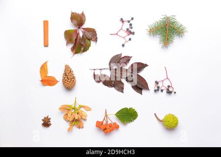 Belle composition d'automne sur fond blanc Banque D'Images