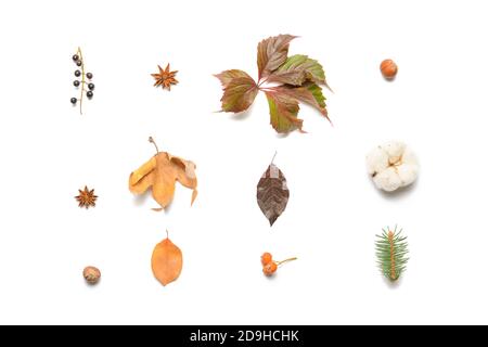 Belle composition d'automne sur fond blanc Banque D'Images