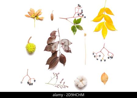 Belle composition d'automne sur fond blanc Banque D'Images