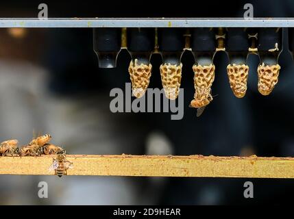 Pékin, Chine. 19 octobre 2020. Photo prise le 19 octobre 2020 montre les cellules de la reine à la ferme d'abeilles de la compagnie SJA dans la banlieue d'Auckland, Nouvelle-Zélande. Credit: Guo Lei/Xinhua/Alay Live News Banque D'Images