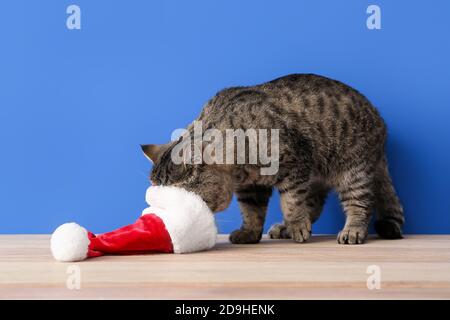 Joli chapeau de chat et de père Noël exotique près du mur de couleur Banque D'Images