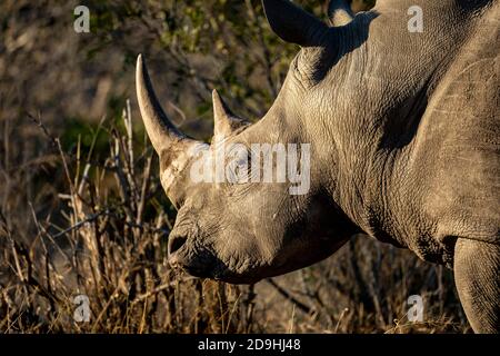 Rhinocéros blanc avec de grandes cornes mangeant de l'herbe sèche à Kruger Parc en Afrique du Sud Banque D'Images