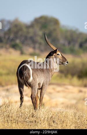 Portrait vertical d'un mâle adulte en buck d'eau avec grand Les cornes se tiennent dans la lumière chaude de l'après-midi, regardant alerte à Kruger Parc en Afrique du Sud Banque D'Images