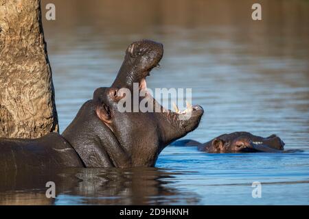 Jeune hippopotame debout dans l'eau près d'un arbre avec son Bouche ouverte montrant des dents dans le parc Kruger en Afrique du Sud Banque D'Images